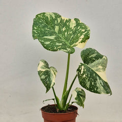 Creme Brulee Thai Constellation Monstera Cheese Plants 12cm Pot