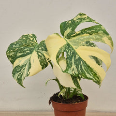 Creme Brulee Thai Constellation Monstera Cheese Plants 12cm Pot