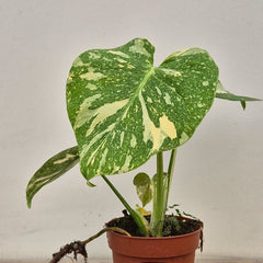 Creme Brulee Thai Constellation Monstera Cheese Plants 12cm Pot