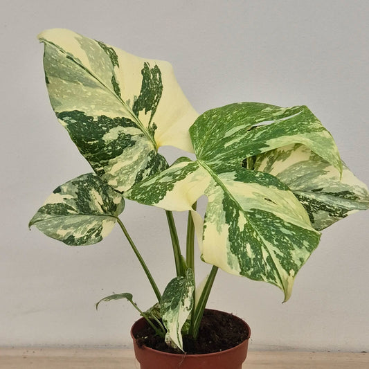 20 - 30cm Creme Brulee Thai Constellation Monstera Cheese Plants 12cm Pot