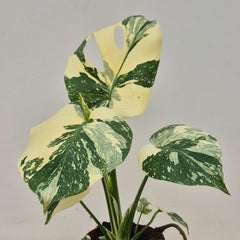 Creme Brulee Thai Constellation Monstera Cheese Plants 12cm Pot
