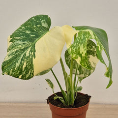 Creme Brulee Thai Constellation Monstera Cheese Plants 12cm Pot