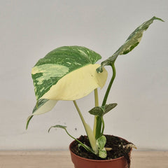 Creme Brulee Thai Constellation Monstera Cheese Plants 12cm Pot