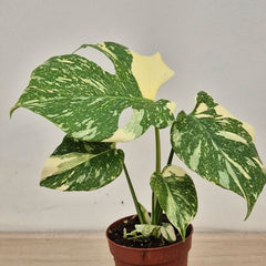 Creme Brulee Thai Constellation Monstera Cheese Plants 12cm Pot