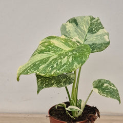 Creme Brulee Thai Constellation Monstera Cheese Plants 12cm Pot
