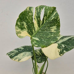 Creme Brulee Thai Constellation Monstera Cheese Plants 12cm Pot