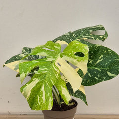 Creme Brulee Thai Constellation Monstera Cheese Plants 12cm Pot