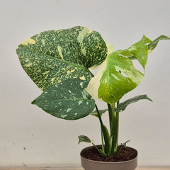 Creme Brulee Thai Constellation Monstera Cheese Plants 12cm Pot