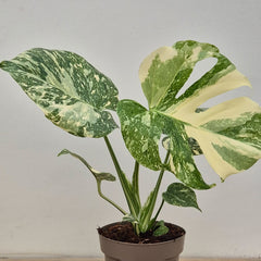 Creme Brulee Thai Constellation Monstera Cheese Plants 12cm Pot