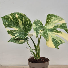 Creme Brulee Thai Constellation Monstera Cheese Plants 12cm Pot