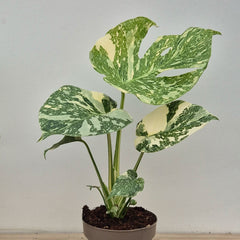 Creme Brulee Thai Constellation Monstera Cheese Plants 12cm Pot