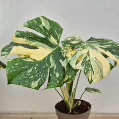 Creme Brulee Thai Constellation Monstera Cheese Plants 12cm Pot