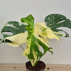 Creme Brulee Thai Constellation Monstera Cheese Plants 12cm Pot