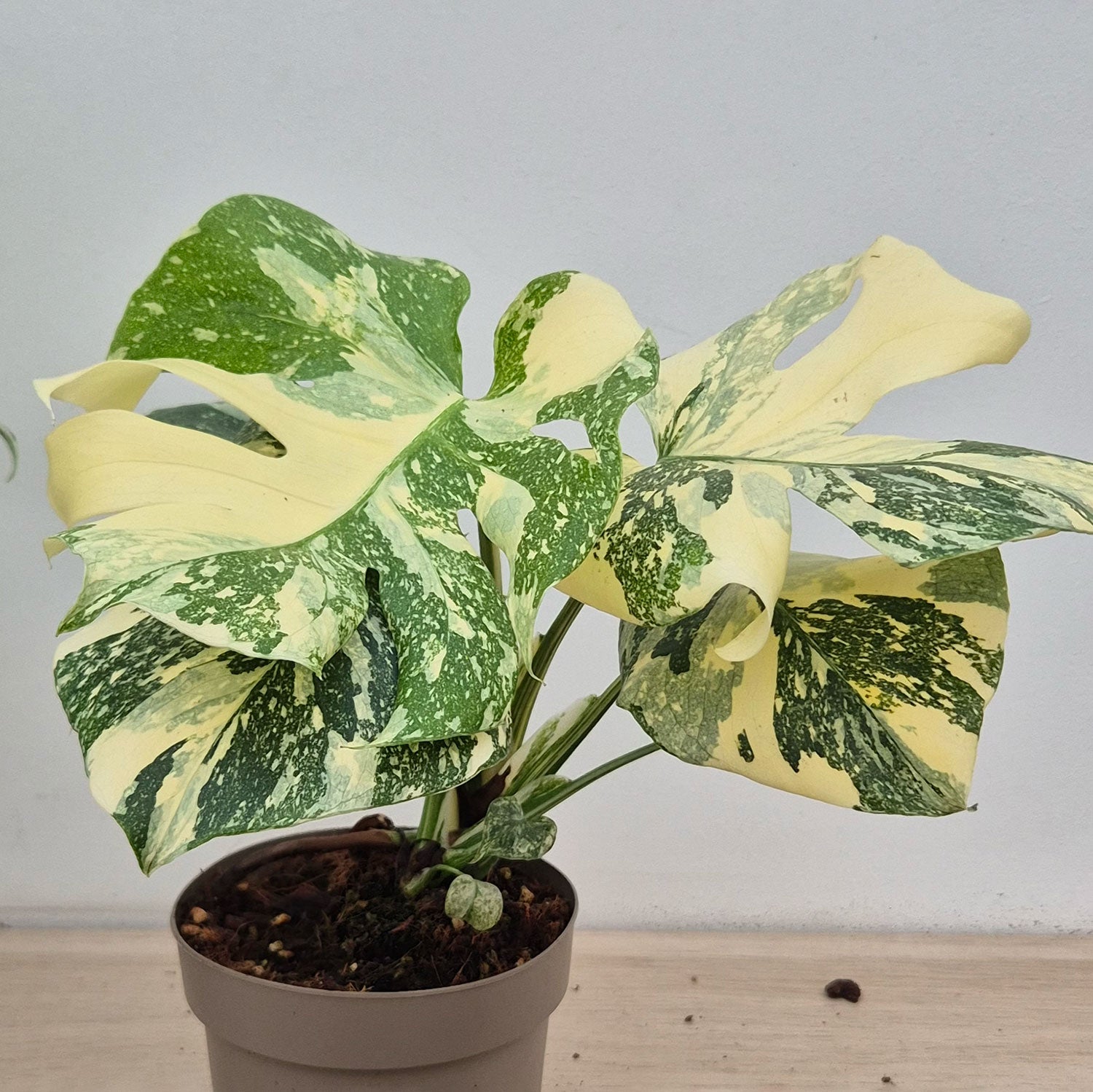 monstera creme brulee vs thai constellation Creme Brulee Thai Constellation Monstera Cheese Plants 12cm Pot – Plants For All Seasons