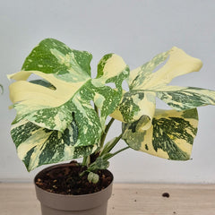 Creme Brulee Thai Constellation Monstera Cheese Plants 12cm Pot