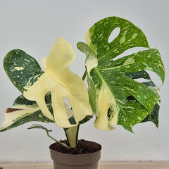Creme Brulee Thai Constellation Monstera Cheese Plants 12cm Pot