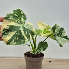 Creme Brulee Thai Constellation Monstera Cheese Plants 12cm Pot