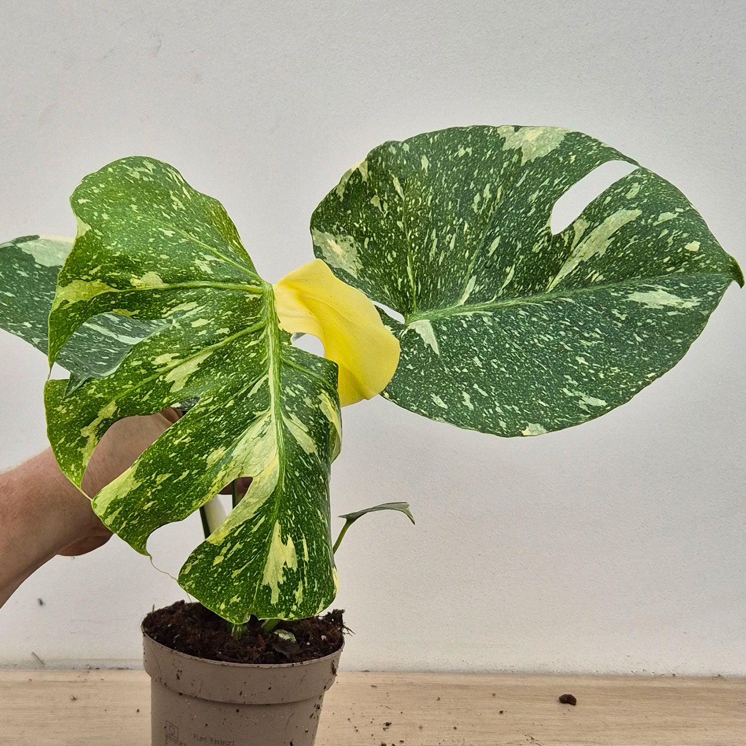 Creme Brulee Thai Constellation Monstera Cheese Plants 12cm Pot – Plants  For All Seasons