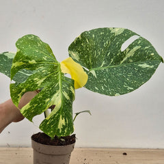 Creme Brulee Thai Constellation Monstera Cheese Plants 12cm Pot