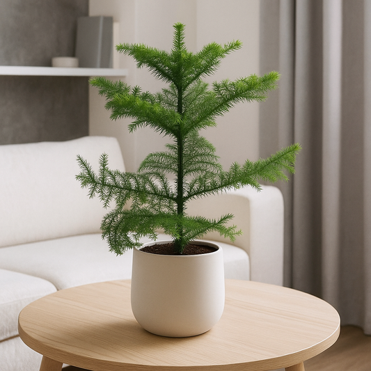 60 - 80cm Norfolk Pine Christmas Tree Araucaria Heterophylla 17cm Pot House Plant