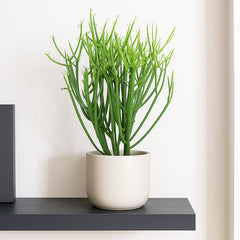 Euphorbia Tirucalli Pencil Cactus House Plant