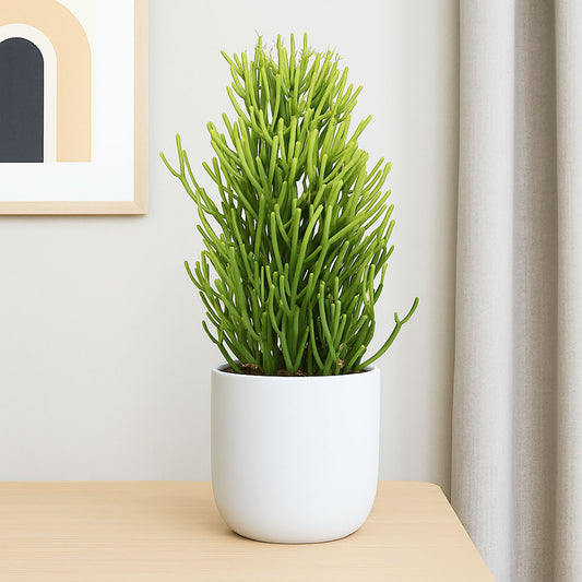 Euphorbia Tirucalli Pencil Cactus House Plant
