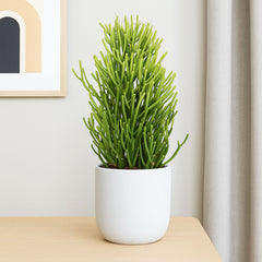 Euphorbia Tirucalli Pencil Cactus House Plant