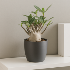 15 -25cm Adenium Obesum Desert Rose House Plant 12cm Pot