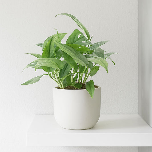 20 - 25cm Epipremnum Cebu Blue Pothos House Plant 12cm Pot