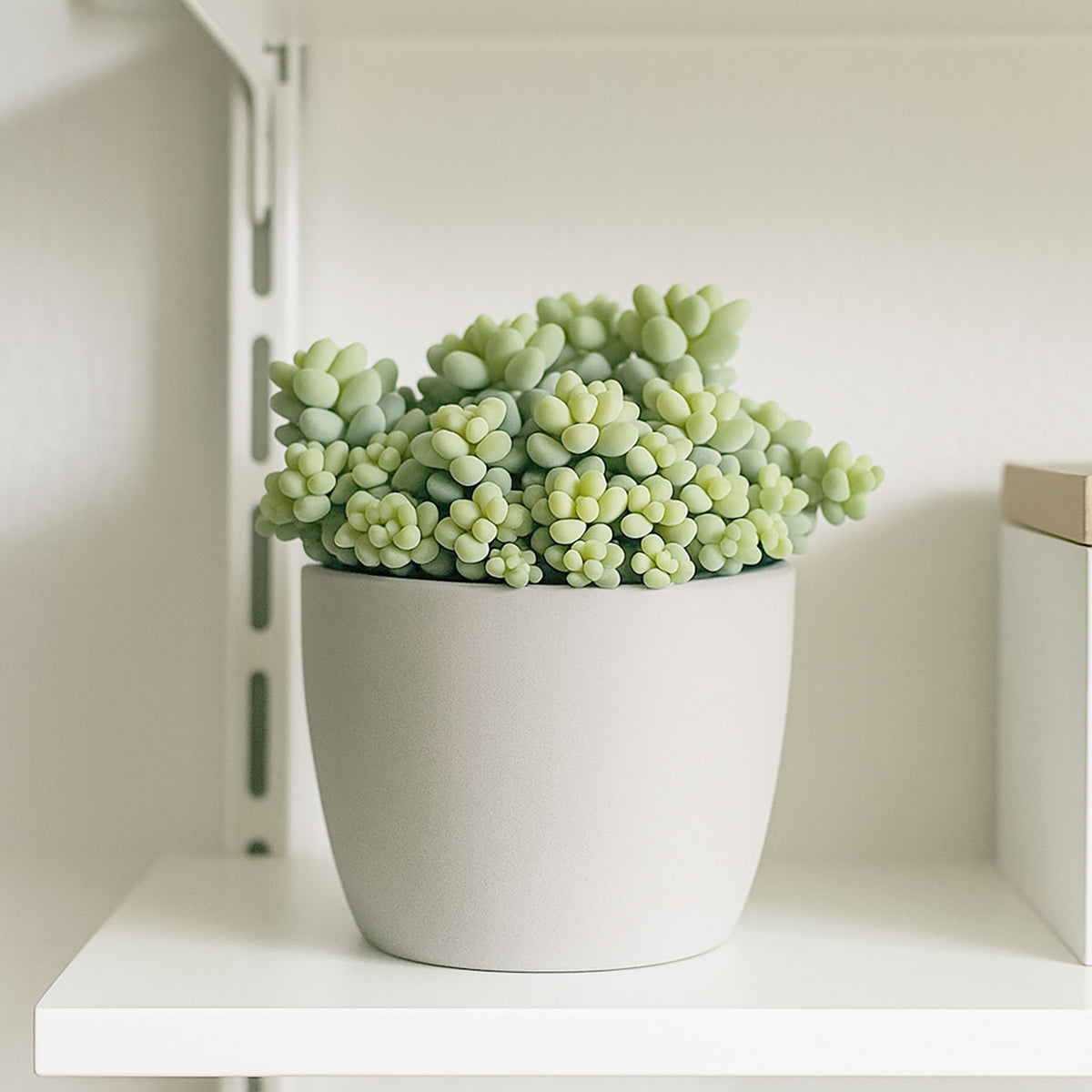 10 - 15cm Sedum Burrito House Plant 12cm Pot