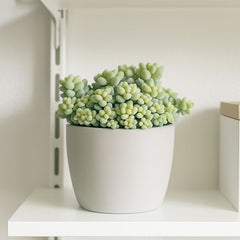 10 - 15cm Sedum Burrito House Plant 12cm Pot