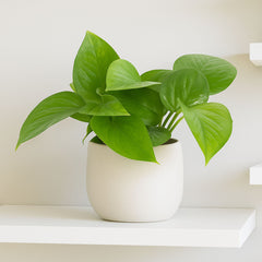 15 - 25cm Epipremnum Jade Pothos 12cm Pot House Plant