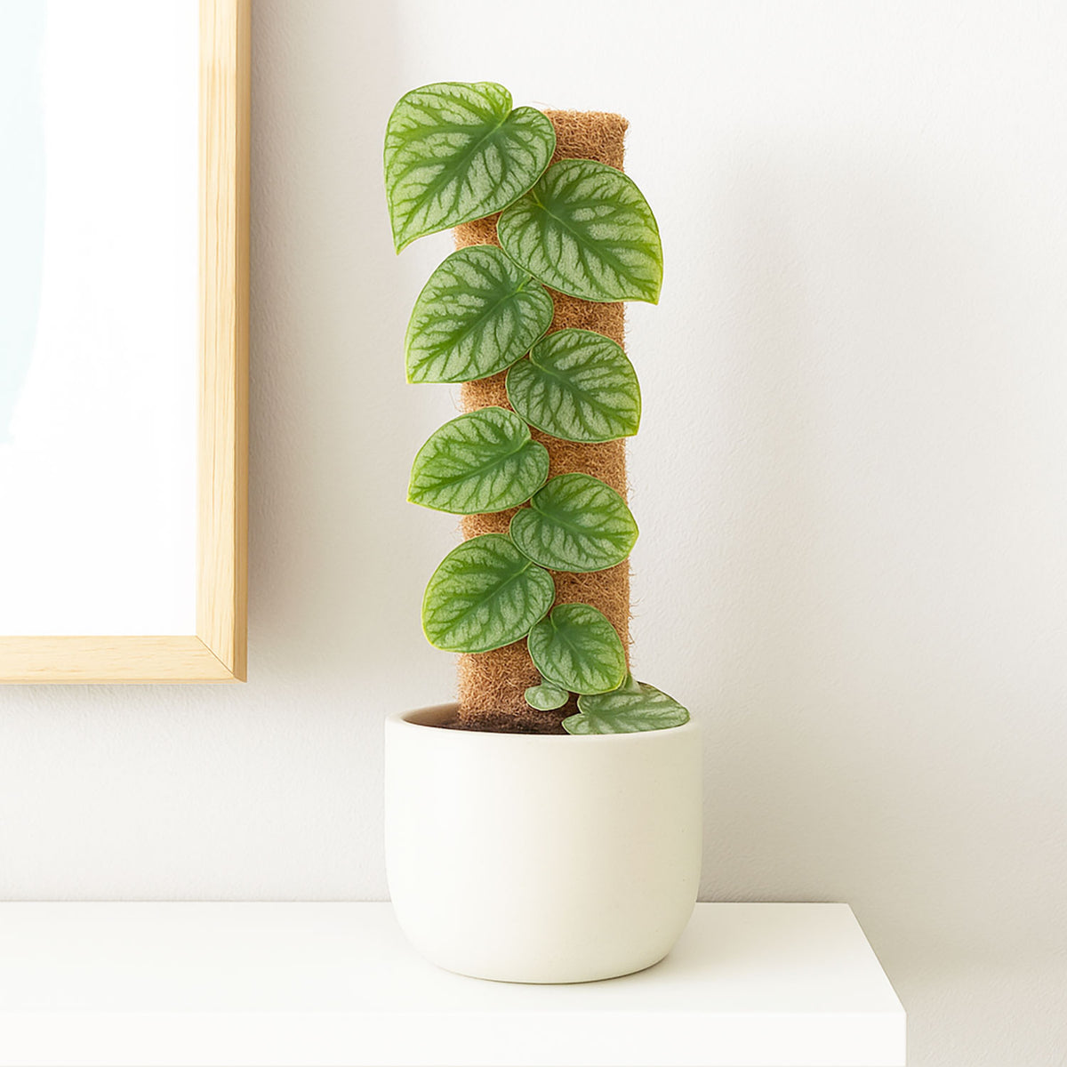 Monstera Dubia on Eco Mosspole House Plant