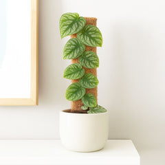 Monstera Dubia on Eco Mosspole House Plant