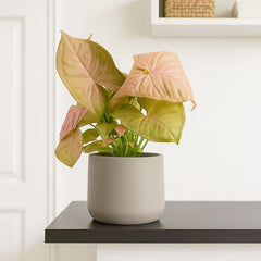 25 - 35 Syngonium Neon Arrowhead House Plant 12cm Pot