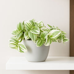 15 - 20cm Tradescantia Brightness House Plant 12cm Pot