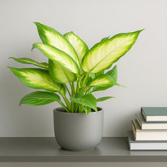 25 - 35cm Dieffenbachia Camilla Dumb Cane 12cm Pot House Plant