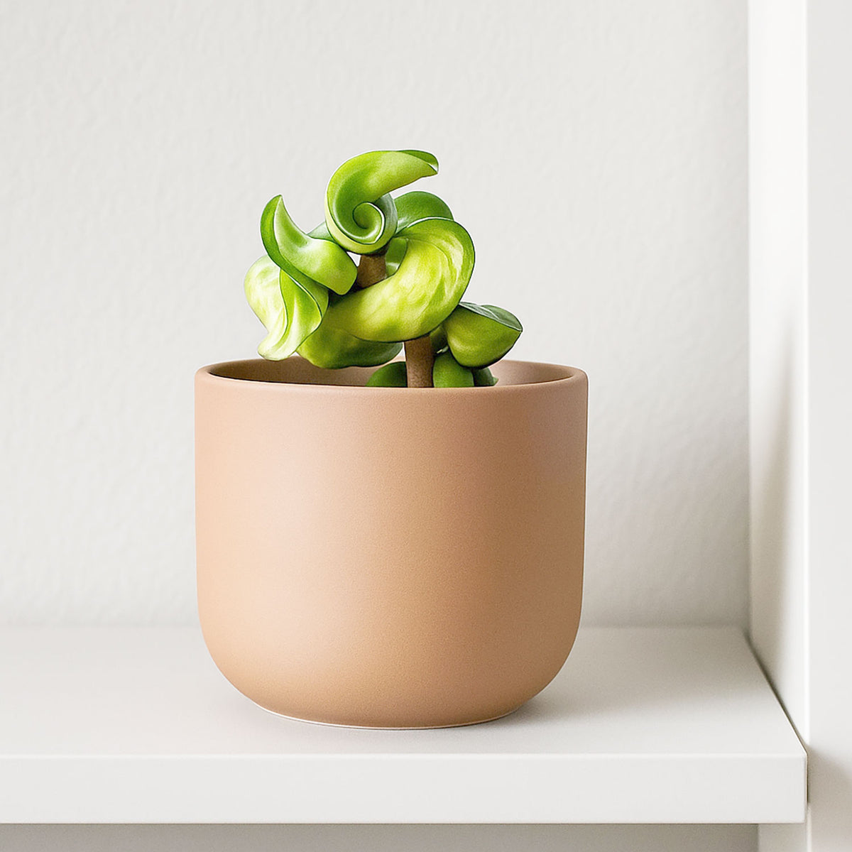 Hoya Compacta Mauna Loa House Plant 10,5 cm Pot