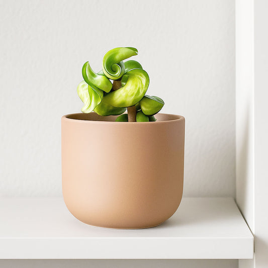 Hoya Compacta Mauna Loa House Plant 10,5 cm Pot