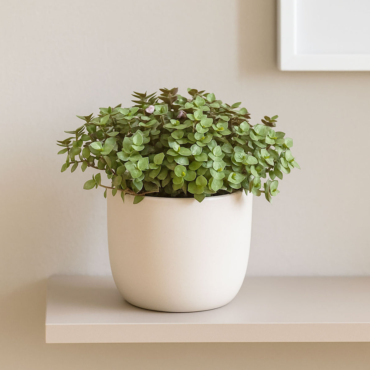 15 - 20cm Mini Tradescantia House Plant 12cm Pot