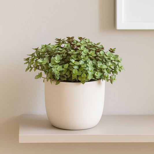 15 - 20cm Mini Tradescantia House Plant 12cm Pot