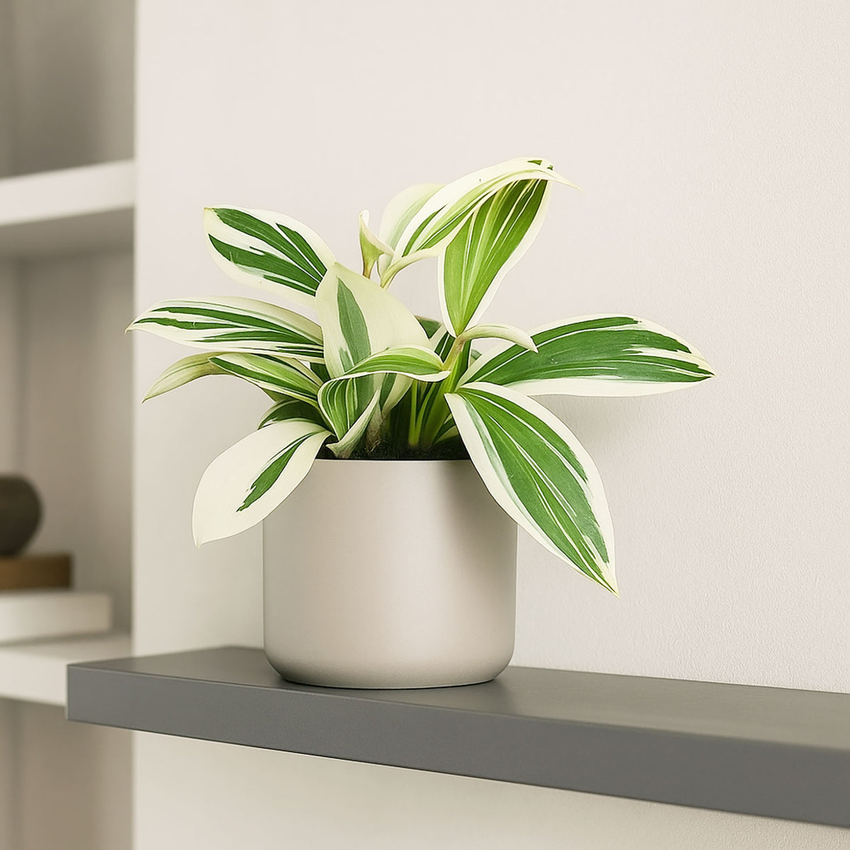 20cm Variegated Spiral Ginger Costus Arabicus House Plant 10.5cm Pot