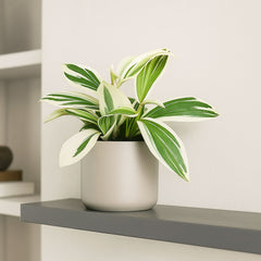 20cm Variegated Spiral Ginger Costus Arabicus House Plant 10.5cm Pot