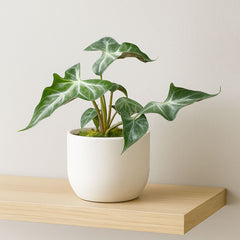 15 - 25cm Alocasia Loco House Plant 10.5cm Pot