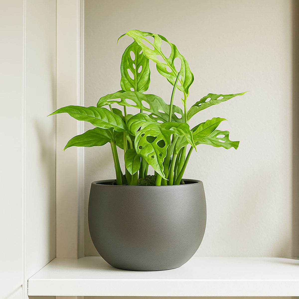 20 - 25cm Monstera Obliqua Peru House Plant 10.5cm Pot