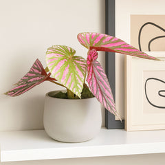 15 - 25cm Begonia Brevirimosa House Plant 10.5cm Pot