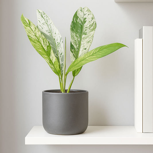 15 - 20cm Rhaphidophora Foraminifera Marble 10.5cm Pot House Plant