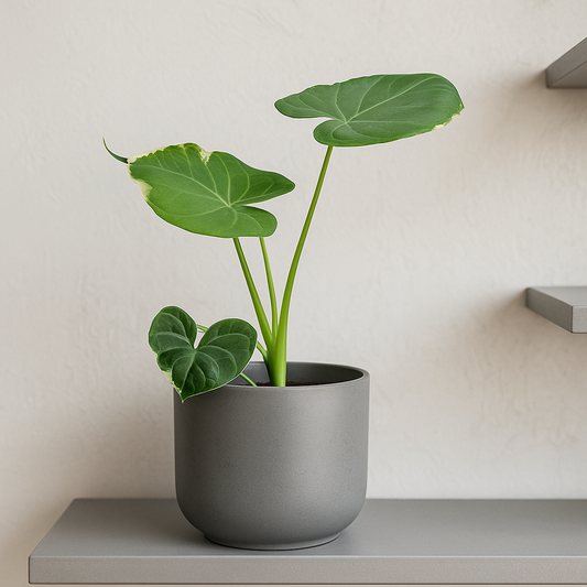 20 - 25cm Alocasia Mickey Mouse Xanthosoma House Plant 10.5cm Pot