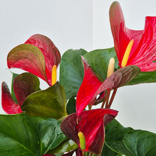 50 - 60cm Anthurium Adios Red 17cm Pot House Plant