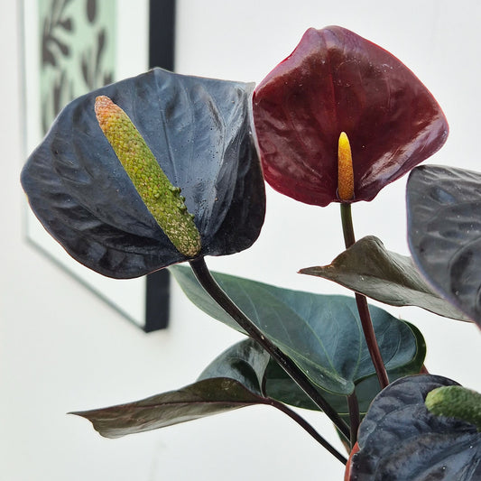 35 - 40cm Anthurium Black Love 12cm Pot House Plant
